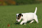 walking Jack Russell Terrier Puppy