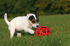 playing Jack Russell Terrier Puppy