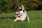 playing Jack Russell Terrier Puppy