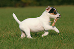 playing Jack Russell Terrier Puppy