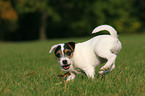 playing Jack Russell Terrier Puppy