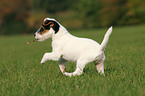 playing Jack Russell Terrier Puppy