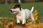 Jack Russell Terrier Puppy eats leaves