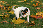 Jack Russell Terrier Puppy in autumn