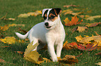 Jack Russell Terrier Puppy in autumn