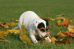 playing Jack Russell Terrier Puppy