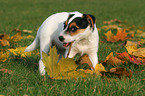 Jack Russell Terrier Puppy eats leaves