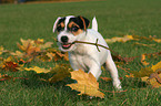 Jack Russell Terrier Puppy nibbles at little stick