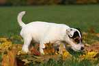 Jack Russell Terrier Puppy in autumn