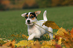 playing Jack Russell Terrier Puppy