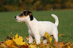 Jack Russell Terrier Puppy in autumn