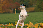 playing Jack Russell Terrier Puppy