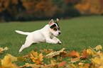 jumping Jack Russell Terrier Puppy