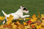 running Jack Russell Terrier Puppy