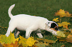 Jack Russell Terrier Puppy in autumn