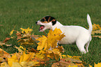 Jack Russell Terrier Puppy in autumn