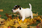 Jack Russell Terrier Puppy in autumn