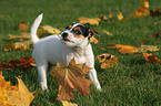 Jack Russell Terrier Puppy with autumn foliage