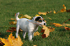 Jack Russell Terrier Puppy with autumn foliage