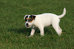 nibbling Jack Russell Terrier Puppy