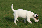 snuffling Jack Russell Terrier Puppy