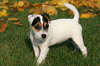 standing Jack Russell Terrier Puppy