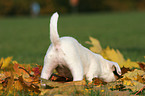 Jack Russell Terrier Puppy in autumn foliage