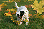 Jack Russell Terrier Puppy with autumn foliage