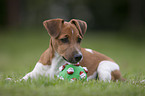 Jack Russell Terrier