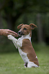 Jack Russell Terrier shows trick