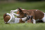 playing Jack Russell Terrier