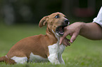 playing Jack Russell Terrier