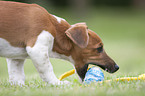 playing Jack Russell Terrier