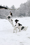 playing Jack Russell Terrier