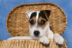 young Jack Russell Terrier in basket