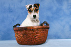 young Jack Russell Terrier in basket