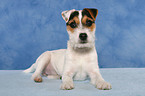 lying young Jack Russell Terrier