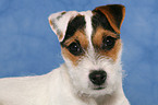 young Jack Russell Terrier Portrait