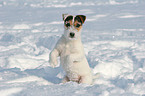 cute young Jack Russell Terrier in the snow