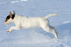 young Jack Russell Terrier in the snow