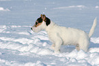 young Jack Russell Terrier in the snow