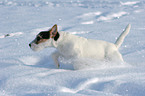 young Jack Russell Terrier in the snow