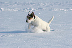 young Jack Russell Terrier in the snow