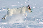 young Jack Russell Terrier in the snow