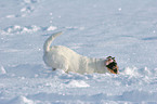 young Jack Russell Terrier in the snow