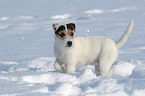 young Jack Russell Terrier in the snow