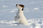 begging young Jack Russell Terrier in the snow
