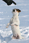 begging young Jack Russell Terrier in the snow