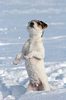 ybegging young Jack Russell Terrier in the snow