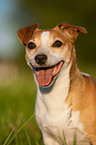 Jack Russell Terrier Portrait